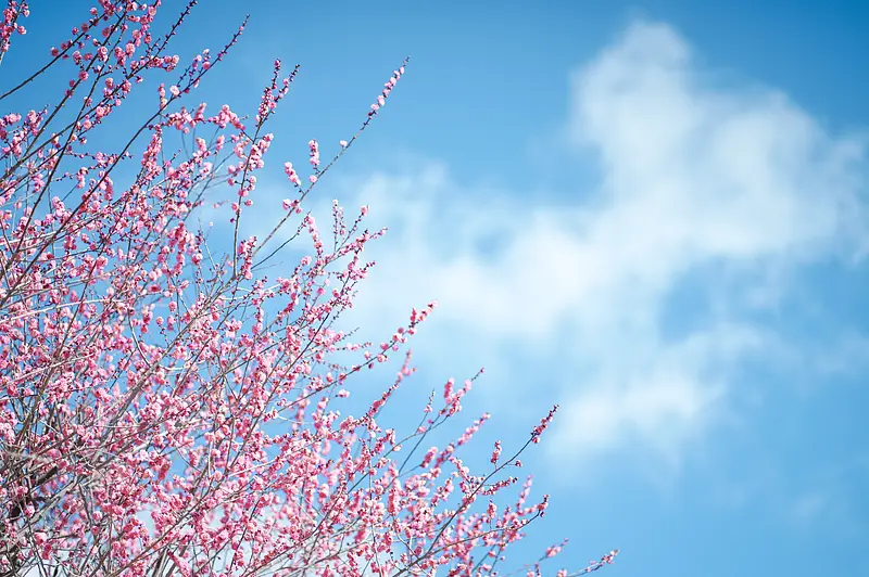 青空に映える梅の花