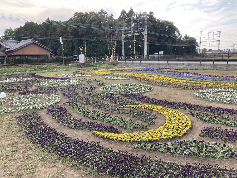 ¡Solo principios de verano! Un recorrido Iris en toda regla por saikuu, la capital de las flores (incluye dulces por tiempo limitado y sellos goshuin de edición limitada)