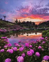 Sunset Hydrangea. Selected as Best Photo Japan. ©maichin_lucky