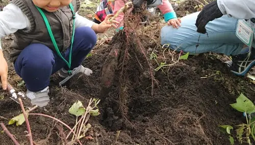 Experiencia de cosecha de batata