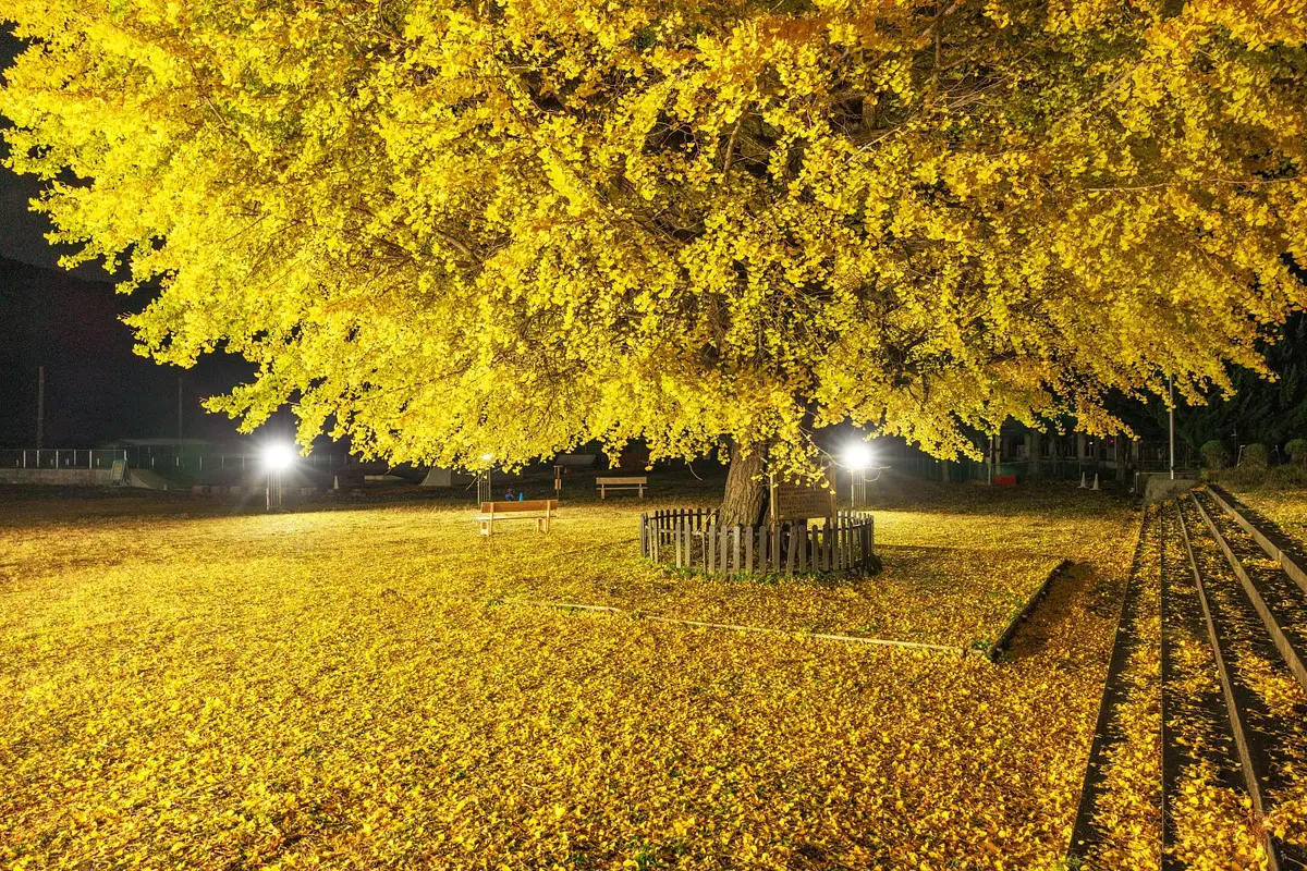 三重県の紅葉の名所　穂原小学校跡のイチョウ