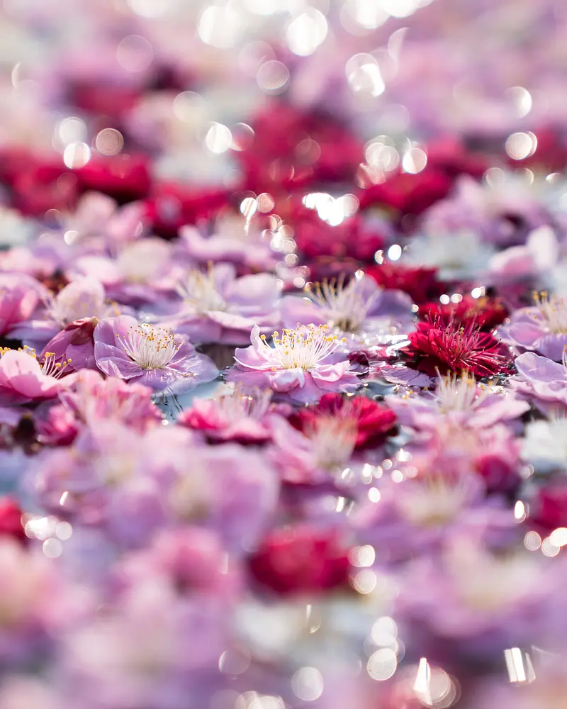 煌めく梅の花