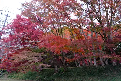 Feuilles d&#39;automne dans la vallée de Kawachi (7)