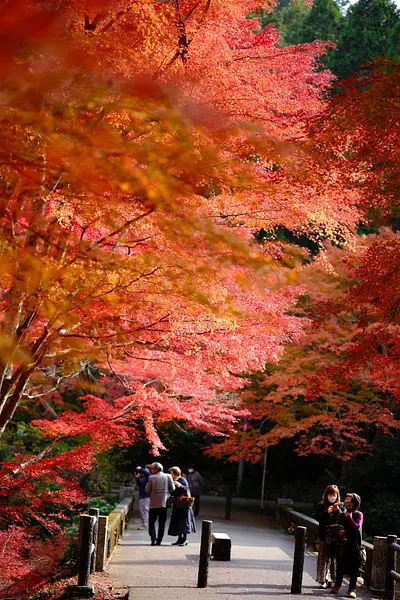 Autumn leaves in Kawachi Valley (4)