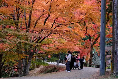 Feuilles d&#39;automne dans la vallée de Kawachi (5)