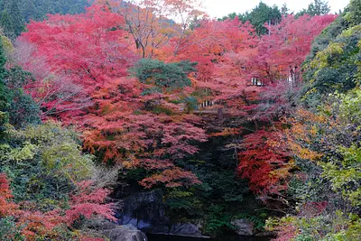 Feuilles d&#39;automne dans la vallée de Kawachi (6)