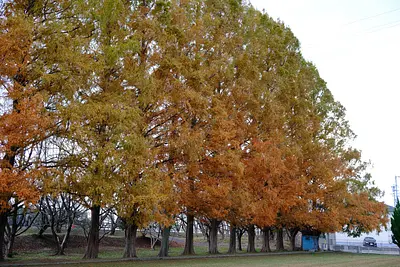 Feuilles d&#39;automne de Metasequoia au parc Ishigakiike (1)