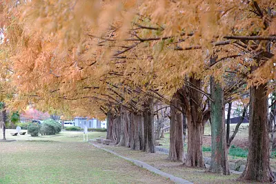 Feuilles d&#39;automne de Metasequoia au parc Ishigakiike (2)