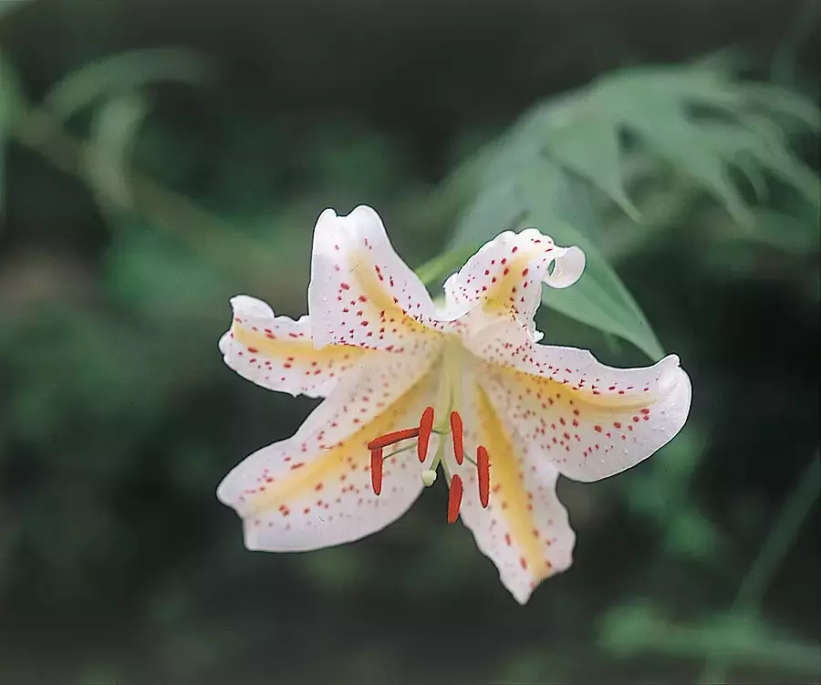 三重県のゆりの名所特集！ヤマユリの観賞・撮影スポットをご紹介します