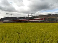 名張市 矢川の線路沿いの菜の花