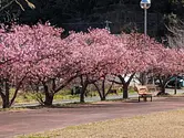 奈屋浦グラウンドの河津桜