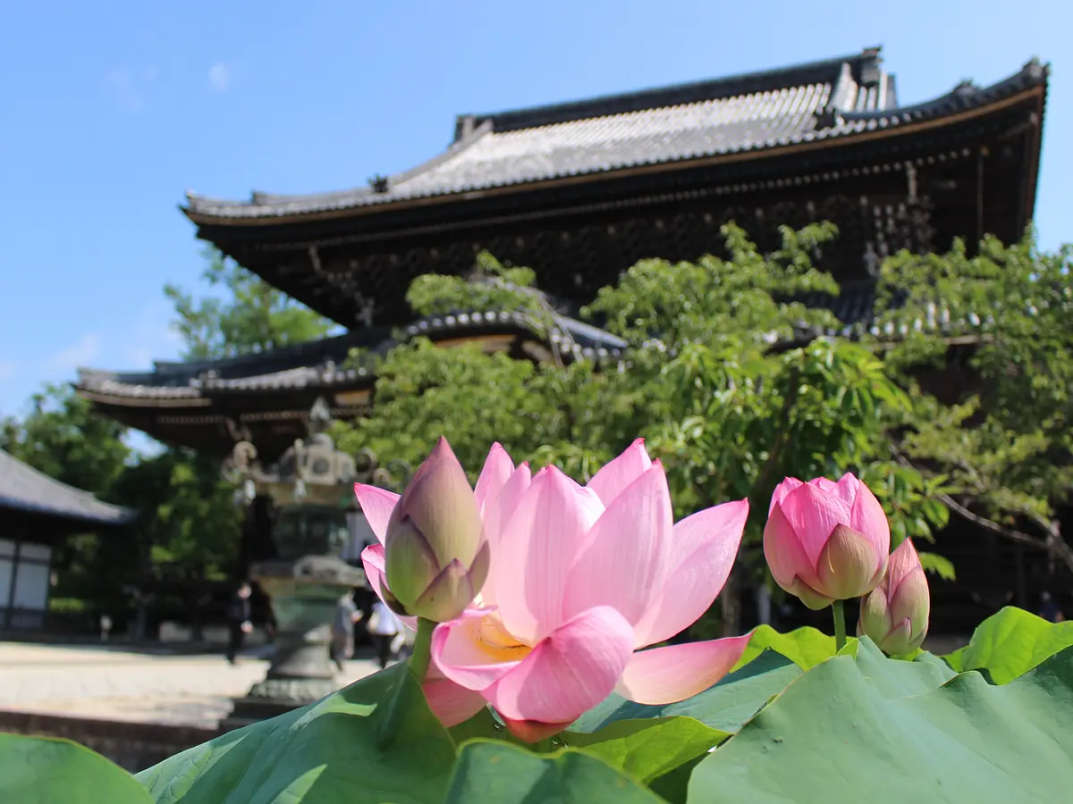Senshuji temple lotus
