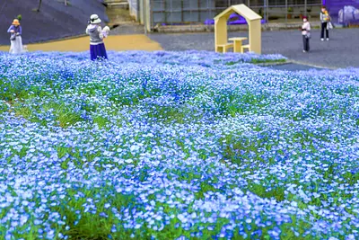 ¡Nemophila en ciudad de Shima Tourist Farm abre el 8 de abril! En 2023, también podrás disfrutar de moss phlox y kochia ♪