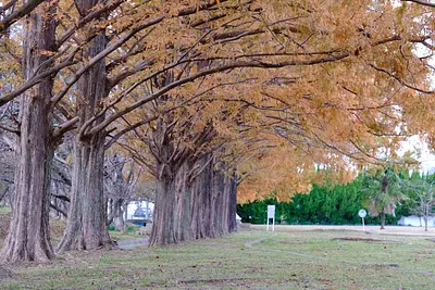 石垣池公園のメタセコイア紅葉（4）