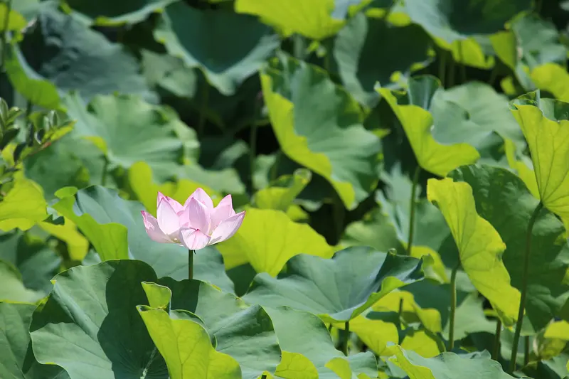 étang de lotus