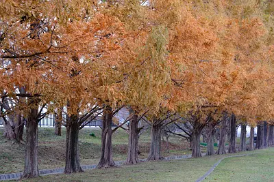 石垣池公園のメタセコイア紅葉（5）