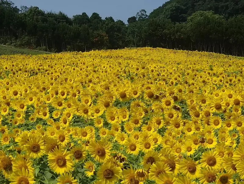 志摩市（ShimaCity）观光农场的向日葵