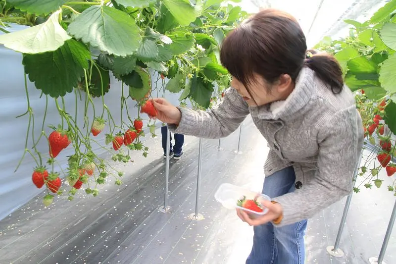 Strawberry picking at NagashimaFarm