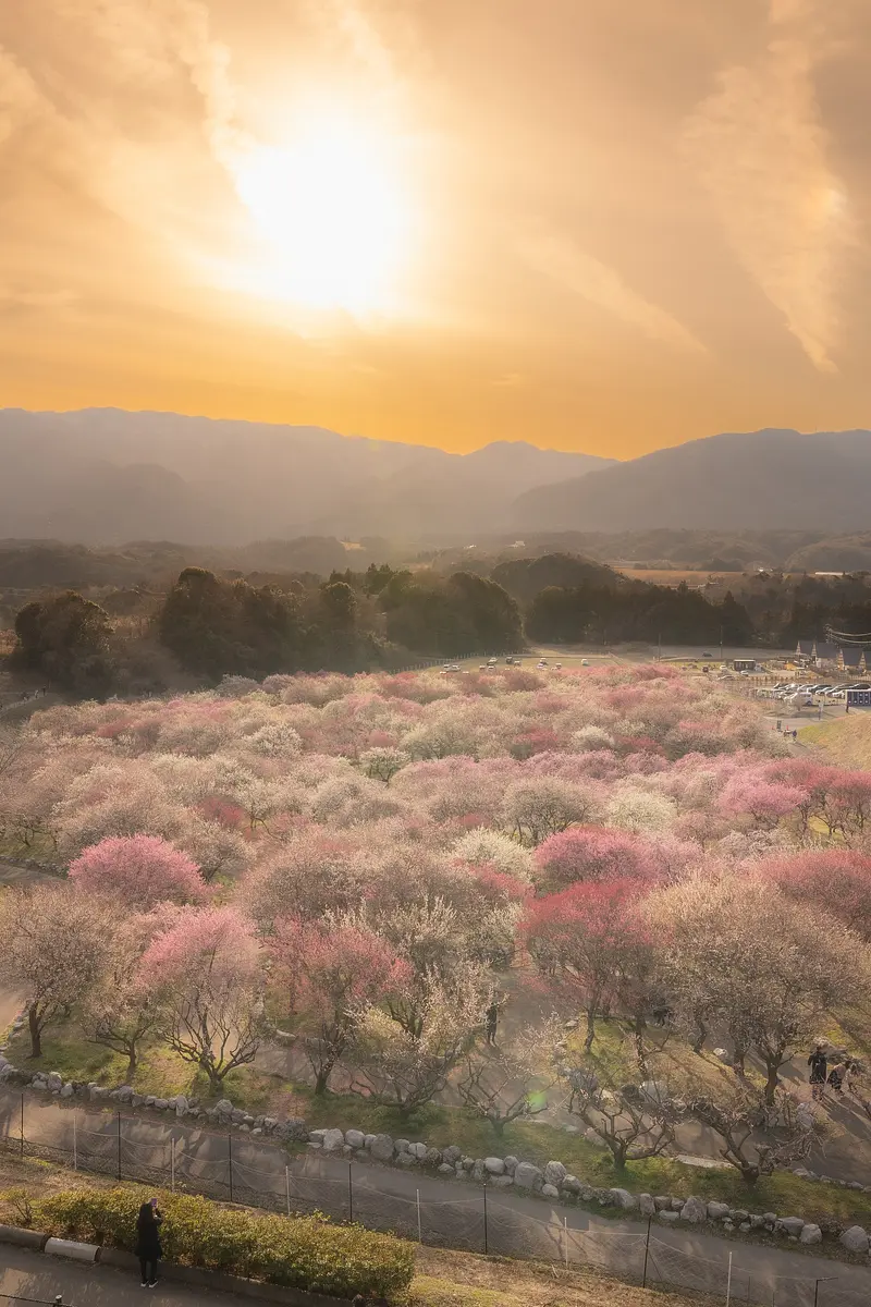 いなべ市農業公園の梅