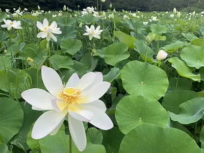 Lotus Anamushi-no-sato no Sato