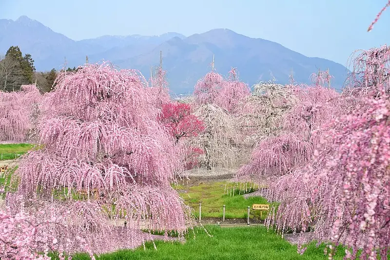 鈴鹿の森