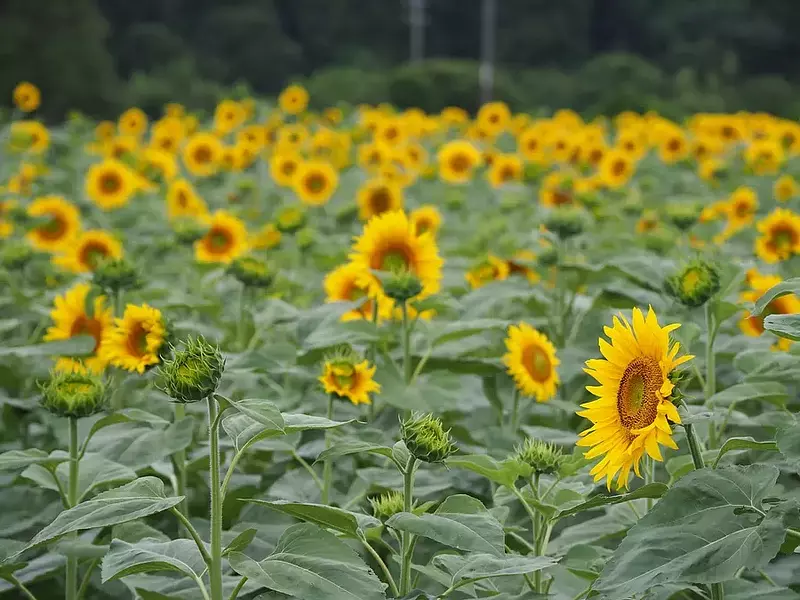 Sunflower field on the south side of JR Seki Station