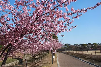 Los cerezos en flor de Kawazu en el parque deportivo Yamazaki
