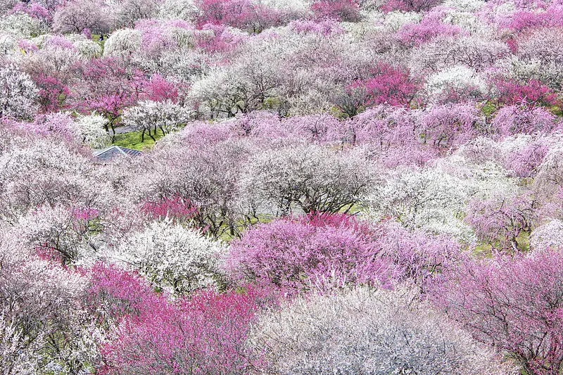 いなべ市農業公園 梅林公園