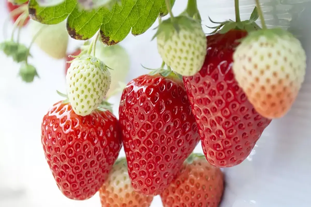 Strawberry picking spots in Mie Prefecture