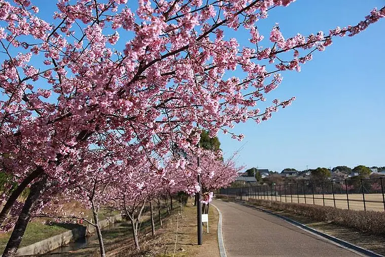 三重県の河津桜の名所をご紹介 2023年版 笠松河津桜ロードの河津桜など