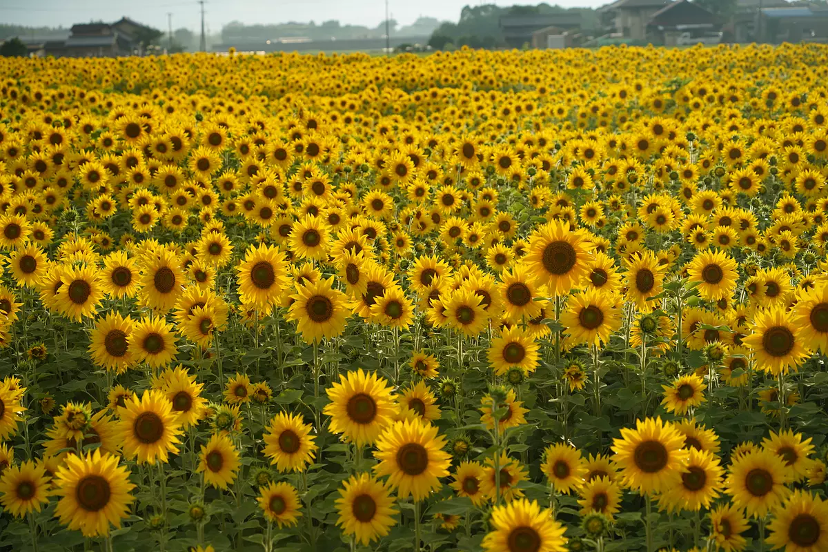 Maruho Farm Sunflower