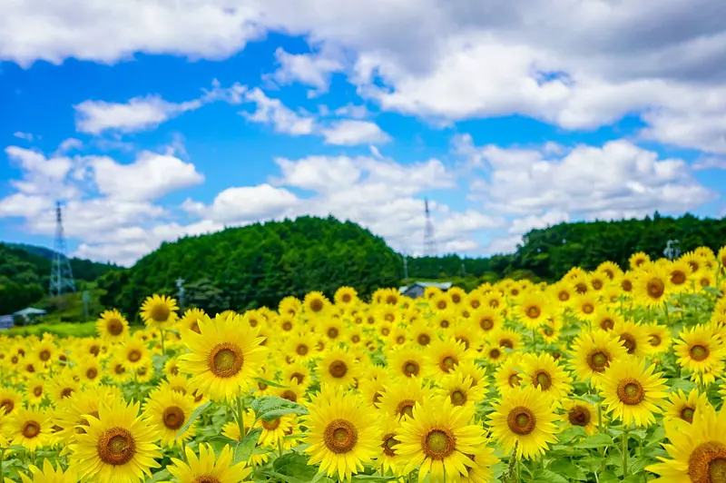 이번 여름 방문하고 싶다! 미에현의 해바라기 밭을 픽업해 소개!