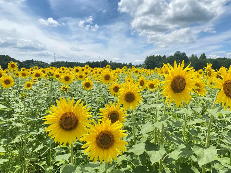 ASPIATamaki Agri&#39;s sunflower field