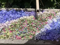 Lavage de fleurs d'hortensia « Voie Lactée »