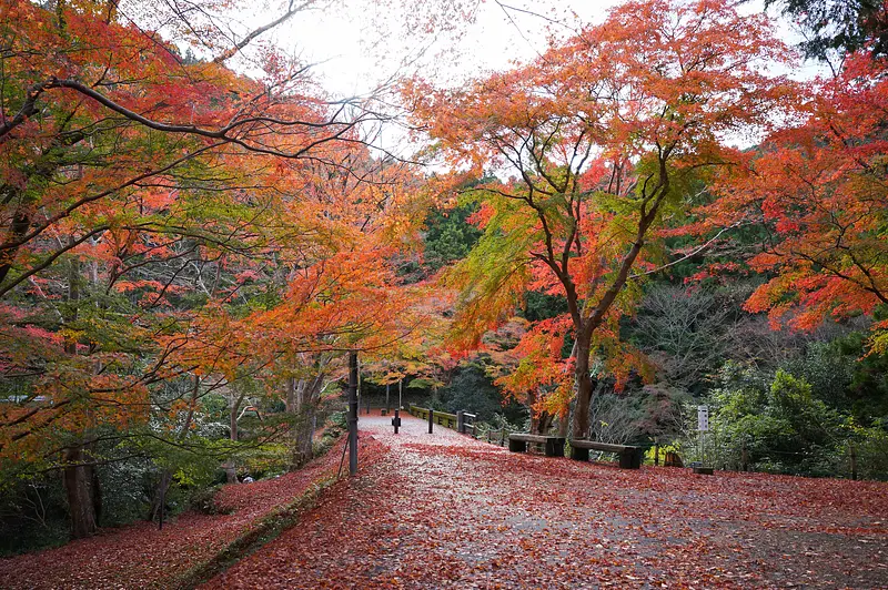 Vallée de Kawachi (photographiée par l'ambassadeur Sakai (chii))