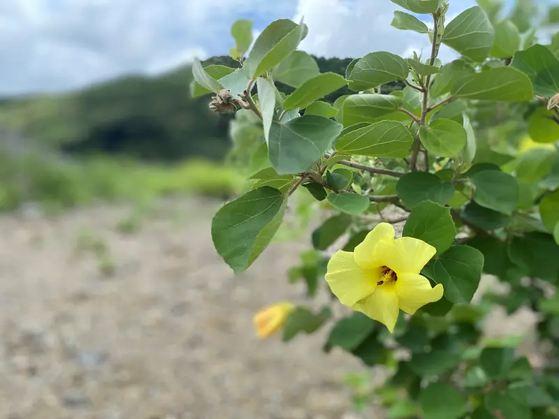 A lemon-yellow flowering plant blooming on the water&#39;s edge. Introducing selected viewing spots in Mie Prefecture!