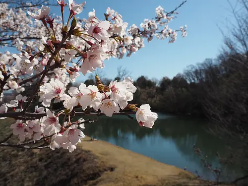 名張桜まつり　