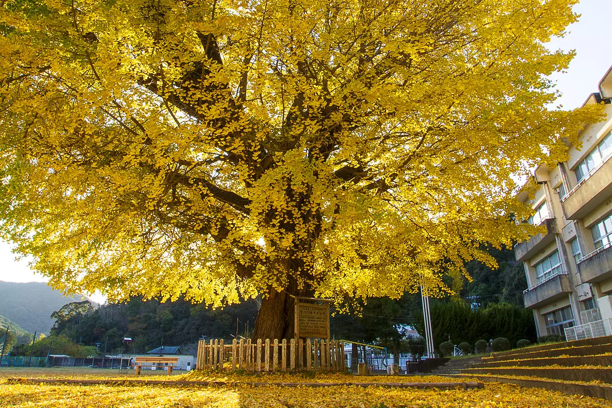 Gran árbol de ginkgo en Hobara