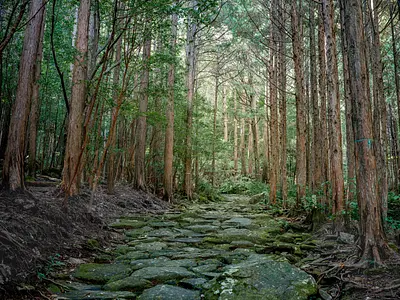 熊野古道 伊勢路。千年の時を超え息づく自然信仰、美しい景観は人の手により守られゆく