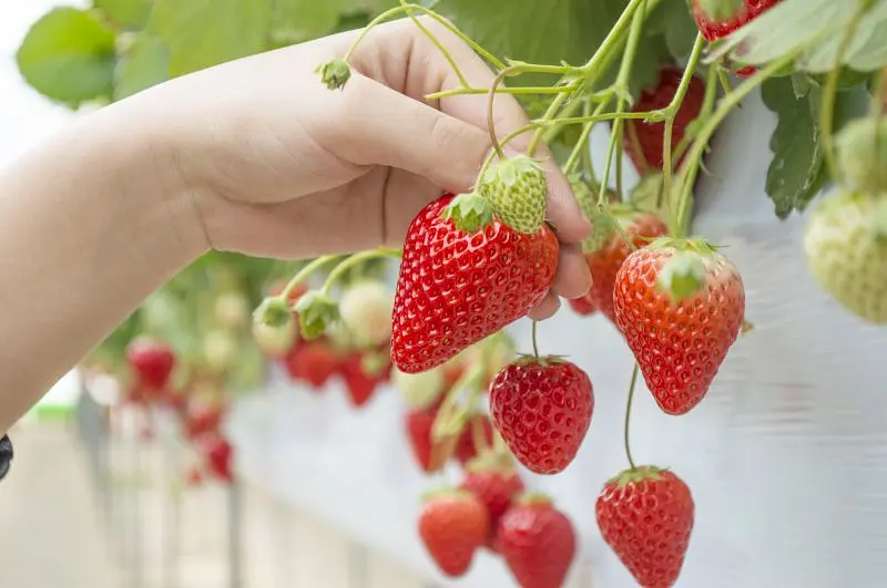 Aquaignis “TSUJIGUCHI FARM” strawberry picking