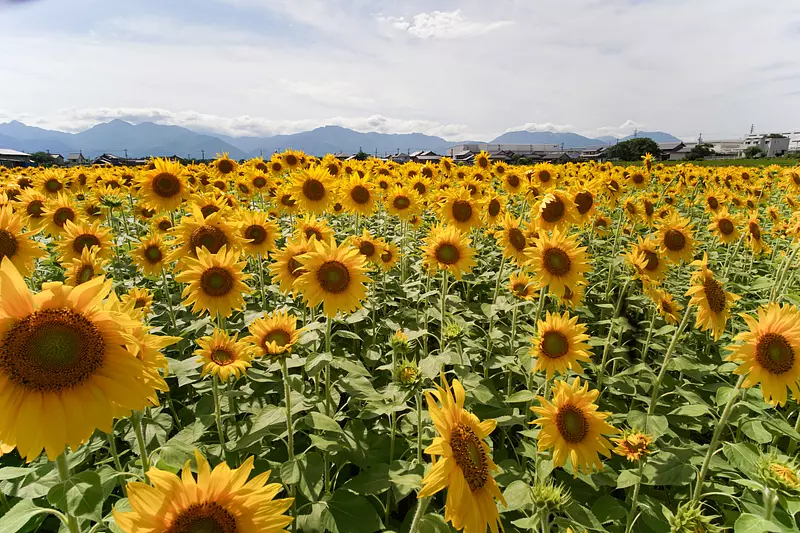 Suzuka mountains and sunflowers