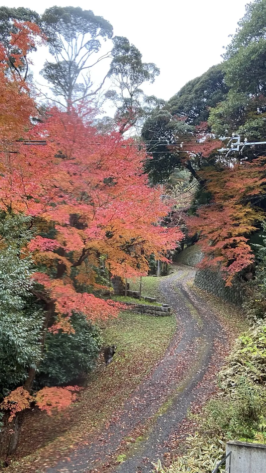 ご来館感謝デー開催　《千歳山の紅葉を愛でる》