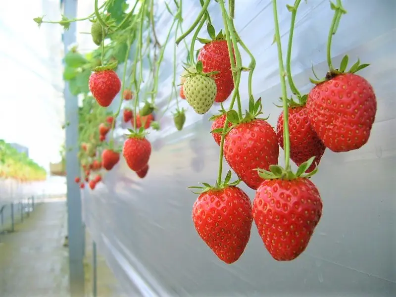 JA Ise Breeding and Seedling Facility (Nagasawa Farm) Strawberry picking experience