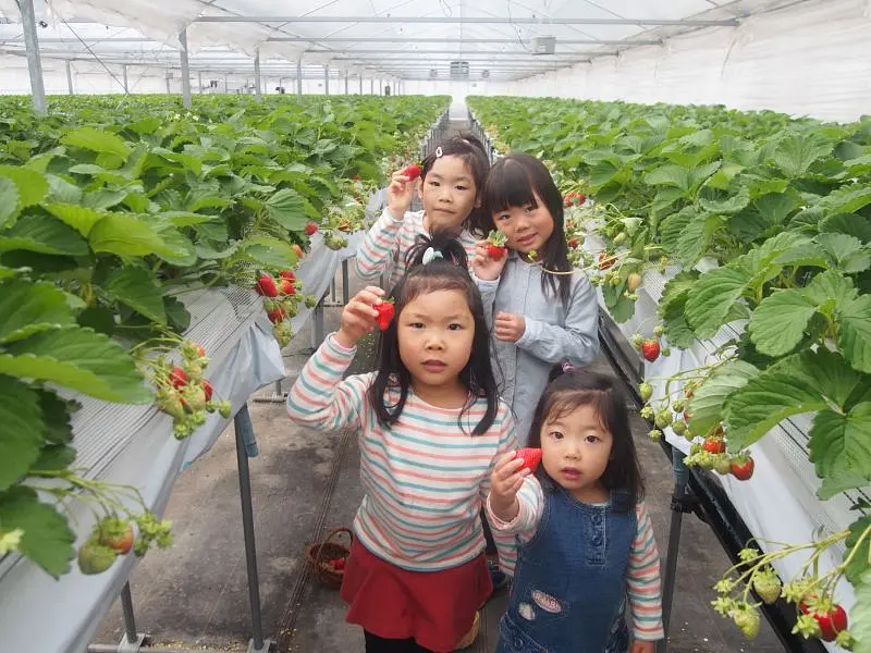 Mokumoku Handmade Farm Strawberry picking experience