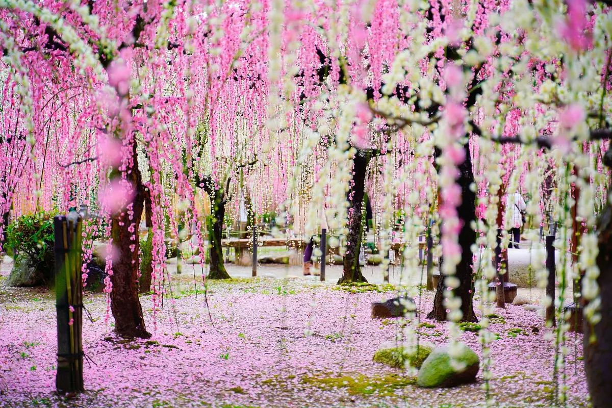Fleurs de prunier au sanctuaire Yuki (photographiées par le directeur adjoint Okura en 2023)