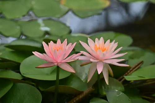 [Flower information] BellFarm water lily
