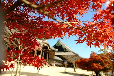 Hojas de otoño del SENJUJITemplo PrincipaldeLaEscuela ShinshuTakada (3)