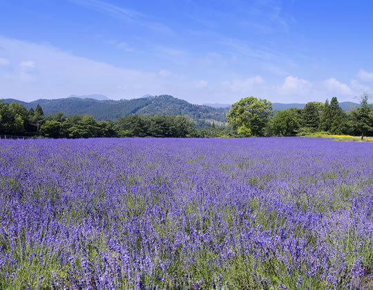 美と癒しの旅　伊勢神宮と伊賀をめぐる