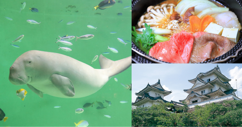 ＜ひとり旅＞鳥羽水族館、アドベンチャーワールド 大阪・関西万博3日間