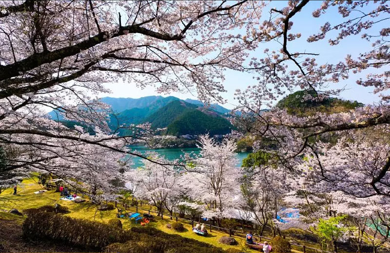 美杉町の桜（美杉町）